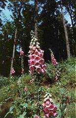 Náprstník (Digitalis) rostoucí v Beskydech Náprstník (Digitalis) rostoucí v Beskydech